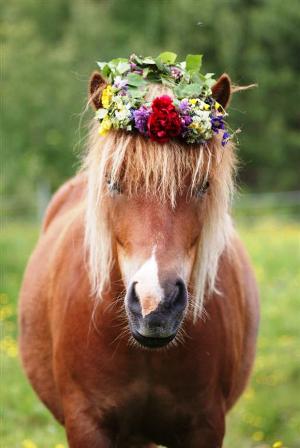 images/Edvardkrans.JPG