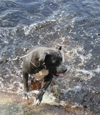 images/Hundbad3.JPG