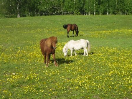 images/Sommar6.jpg