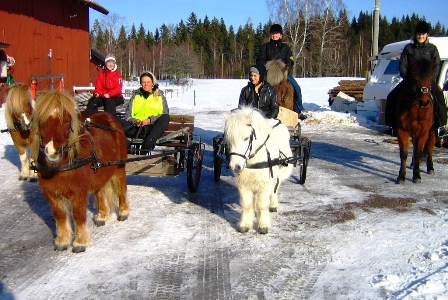 images/djurhusligan.JPG
